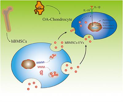 hBMSC-Derived Extracellular Vesicles Attenuate IL-1β-Induced Catabolic Effects on OA-Chondrocytes by Regulating Pro-inflammatory Signaling Pathways